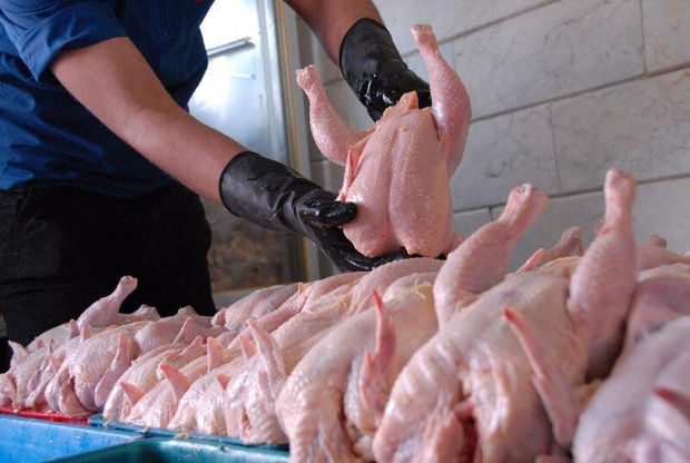 رئیس جهاد کشاورزی: ۷۰۰ تن مرغ در قم توزیع شد