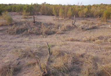 رئیس اداره منابع طبیعی آران و بیدگل: 1.3 تن چوب تاغ قاچاق در چهار عملیات جداگانه کشف شد