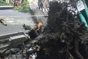 سقوط درخت در خیابان ولیعصر تهران و مسدود شدن یک مسیر + عکس
