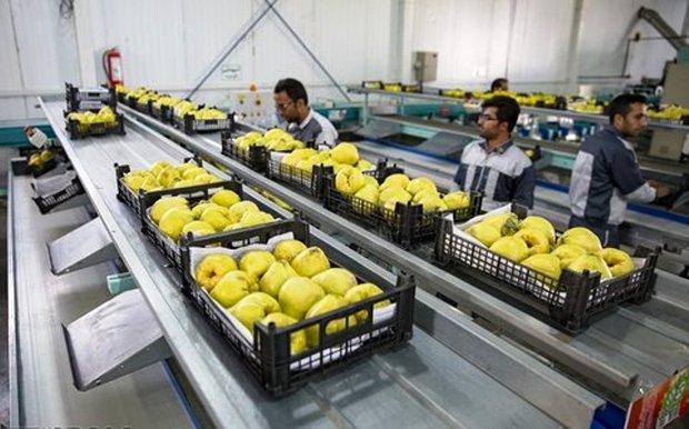 بیش از نیمی از محصولات کشاورزی تهران فرآوری می شود