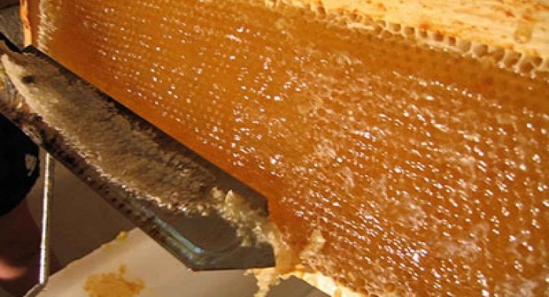 برداشت عسل در بیجار 65 درصد افزایش یافت