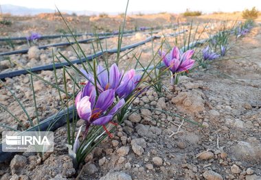 نماینده مجلس: سرمایه‌گذاری در حوزه زعفران، ارزآوری و اشتغال را افزایش می‌دهد