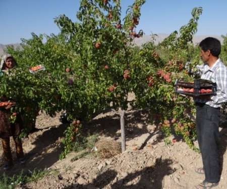 آغاز برداشت محصول هلو و شلیل در شهرستان مرزی درمیان