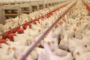 موردی از آنفلوانزای فوق‌حاد پرندگان در آذربایجان‌غربی گزارش نشده‌است