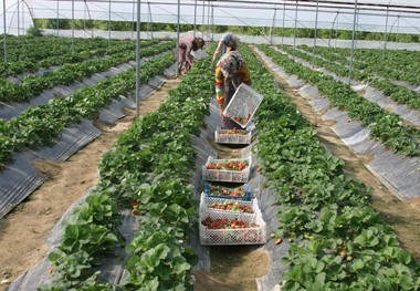 توسعه کشاورزی تیران و کرون نیازمند صنایع تبدیلی است