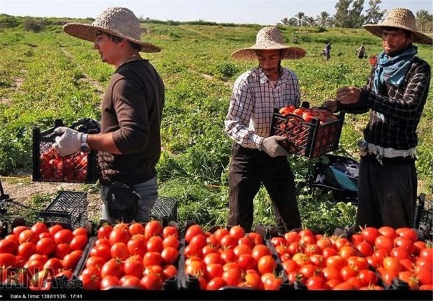 گوجه فرنگی در فارس با زمانبندی مشخص وارد بازار می شود