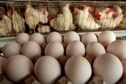رئیس جهادکشاورزی سمنان: تولید تخم‌مرغ امسال سه برابر شد