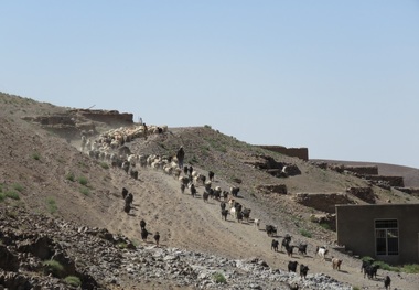 خشکسالی کوچ بهاره عشایر خراسان جنوبی را به تاخیر انداخت