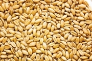 ۲ واحد تولید بذر اصلاح‌شده گندم در هشترود فعال است