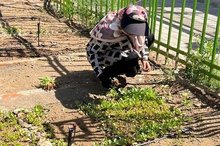 باغچه‌های خانگی در کاهش خطر ابتلا به دیابت موثرند
