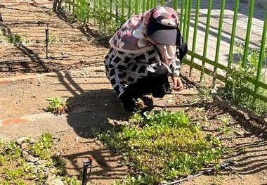 باغچه‌های خانگی در کاهش خطر ابتلا به دیابت موثرند
