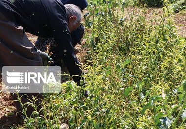 ۸۰۰ تن کنجد در کشتزارهای داورزن تولید شد
