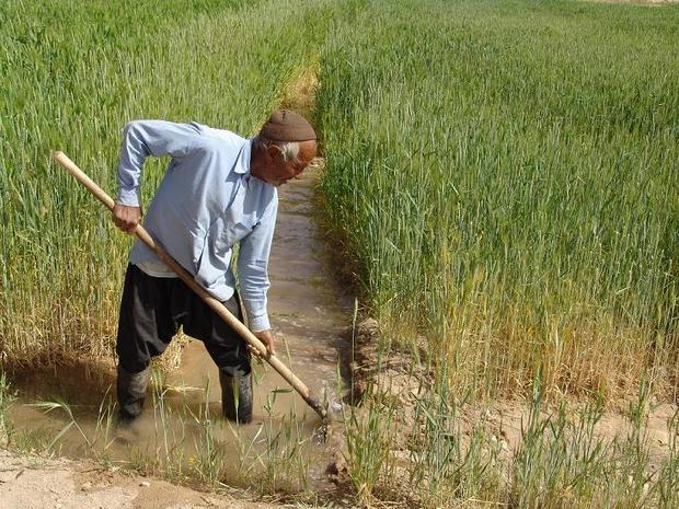 کاشت 100درصد مزارع گندم و جو در شهرستان ابرکوه به شیوه مکانیزه