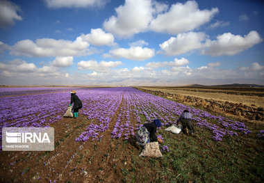 کشاورزی باکیفیت در دستان تولیدکنندگان نمونه