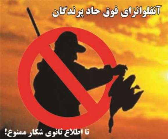 ممنوعیت صدور پروانه شکار پرنده به دلیل آنفلوانزای فوق حاد پرندگان در زنجان