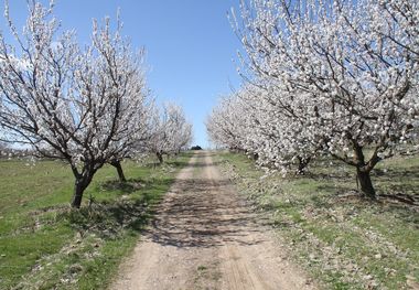 خراسان شمالی در روز طبیعت گل کاشت