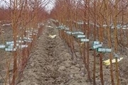 60 هزار نهال درختان مثمره در شهرستان کوثر توزیع شد