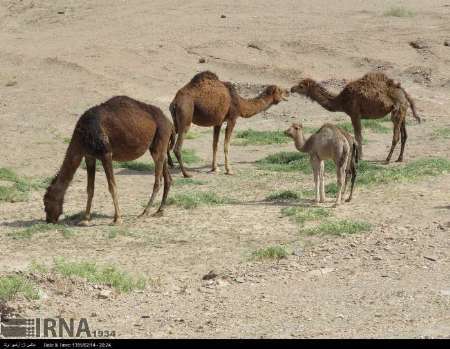 سالانه 190تن گوشت شتر در ریگان تولید می شود