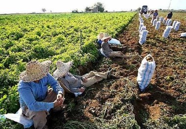 کشاورزان قمی تحت پوشش تامین اجتماعی نیستند