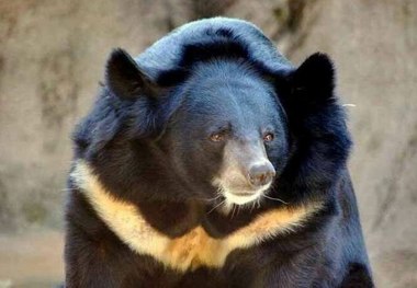 مرکز بازپروری خرس سیاه آسیایی در ایران راه‌اندازی می شود