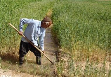 کمتر از 1 درصد بهره برداران بخش کشاورزی کشور تحصیلات دانشگاهی دارند