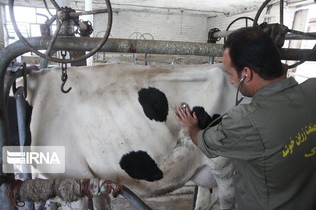 ۶۹۵ هزار راس دام در استان مرکزی علیه بیماری تب برفکی ایمن سازی شدند