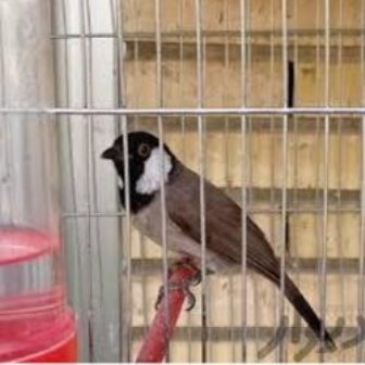 10 پرنده وحشی کمیاب در فلاورجان اصفهان کشف و رها سازی شد