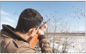 شکار به مدت ۵ سال در جنگل‌های شمال کشور ممنوع شد