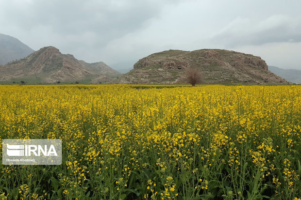 برداشت کلزا  در گچساران آغاز شد