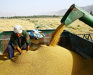 میزان خرید گندم در کهگیلویه و بویراحمد به 76 هزار تن رسید