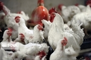 ۱۲۵ تُن مرغ با هدف حمایت از تولیدکنندگان سمنان خریداری شد