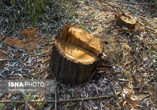 قطع درختان پارک ملی دز و عباس آباد (3)