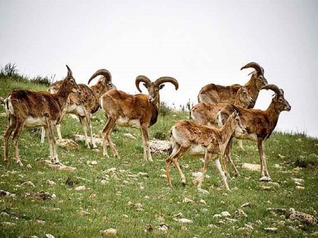 بیجار مرکز تحقیقات قوچ و میش ایران می شود