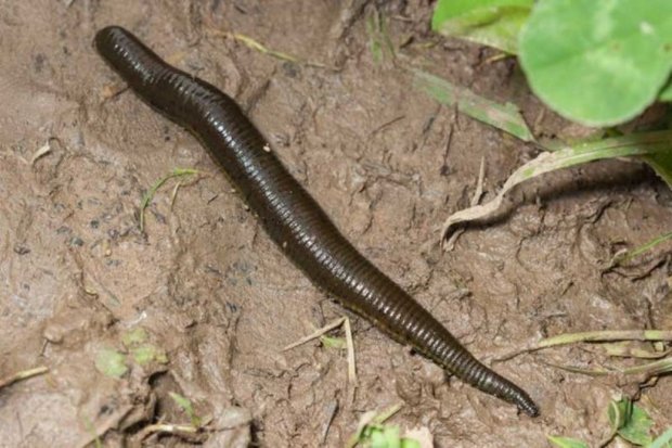 مددجویان کمیته امداد لارستان، آموزش زالوپروری دیدند