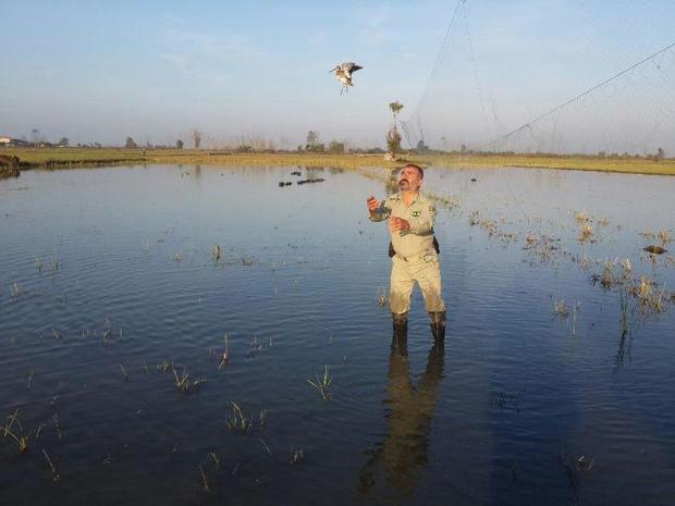 50 شکارچی متخلف درآمل دستگیر شدند