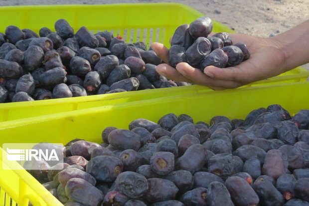 ۷۰ هزار تن خرما در سیستان و بلوچستان برداشت شد