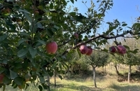 برداشت سیب در کشمیر هند (9)