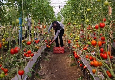 ناهماهنگی بین بخشی چالش جدی توسعه کشت گلخانه در ری است