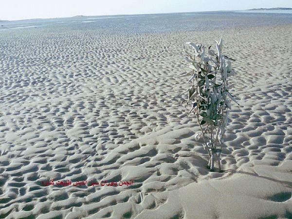 کشت آزمایشی بذر نهال حرا در ساحل گناوه با موفقیت انجام شد