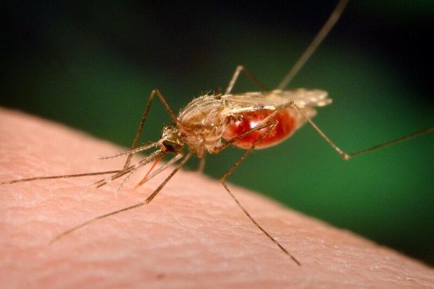 مرگ‌ ناشی از مالاریا در ایران به صفر رسیده است