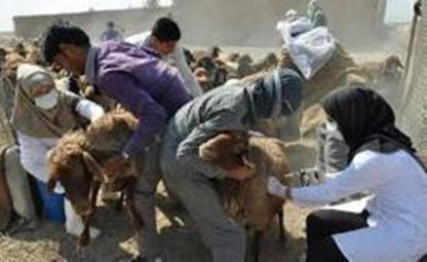 واکسینه 800 هزار گوسفند علیه بیماری آبله در هرمزگان آغاز شد