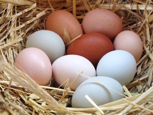 همه چیز در مورد نگهداری و مصرف تخم‌مرغ‌