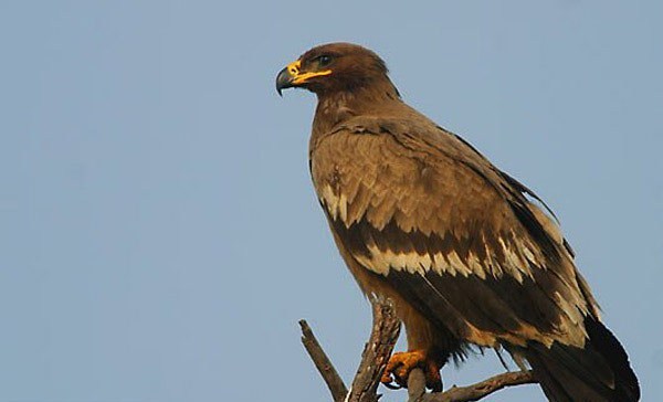 تحویل عقاب مصدوم به اداره حفاظت محیط زیست آستارا