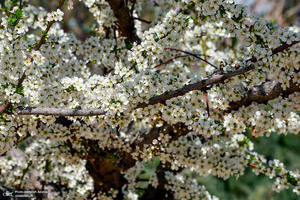 حال و هوای بهاری در حرم مطهر امام خمینی (س)