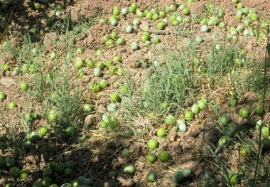 خسارت ۵١٠ میلیاردی طوفان به باغداران و کشاورزان نیشابور