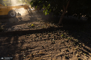 برداشت مکانیزه گردو در استان زنجان