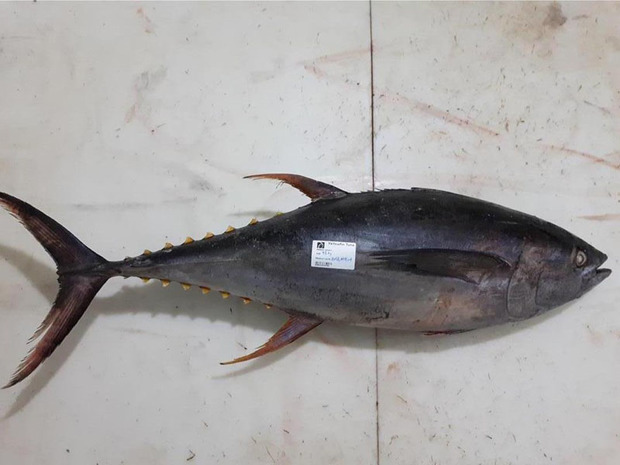 22تن ماهی هوور قاچاق در چابهار کشف شد