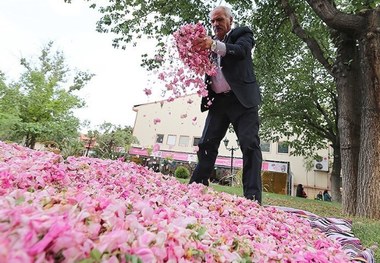 جشنواره گل محمدی در مهریز برگزار شد