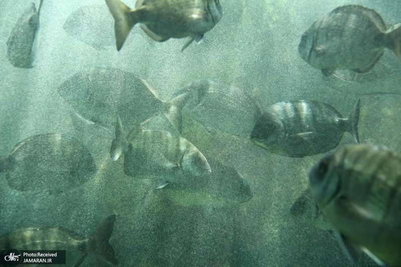 منتخب تصاویر امروز جهان- 19 خرداد 1400