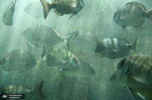 منتخب تصاویر امروز جهان- 19 خرداد 1400